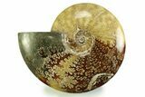 Polished, Agatized Ammonite (Cleoniceras) - Madagascar #328399-1
